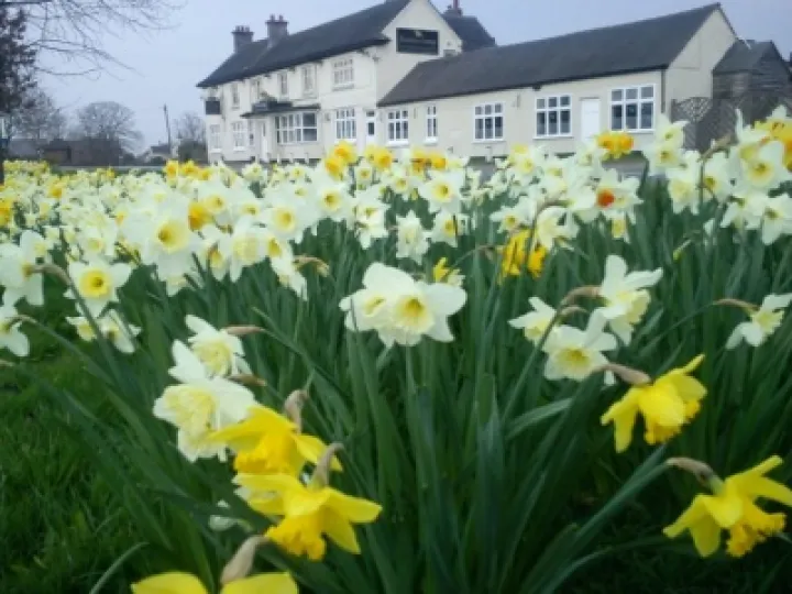Hankelow daffodils
