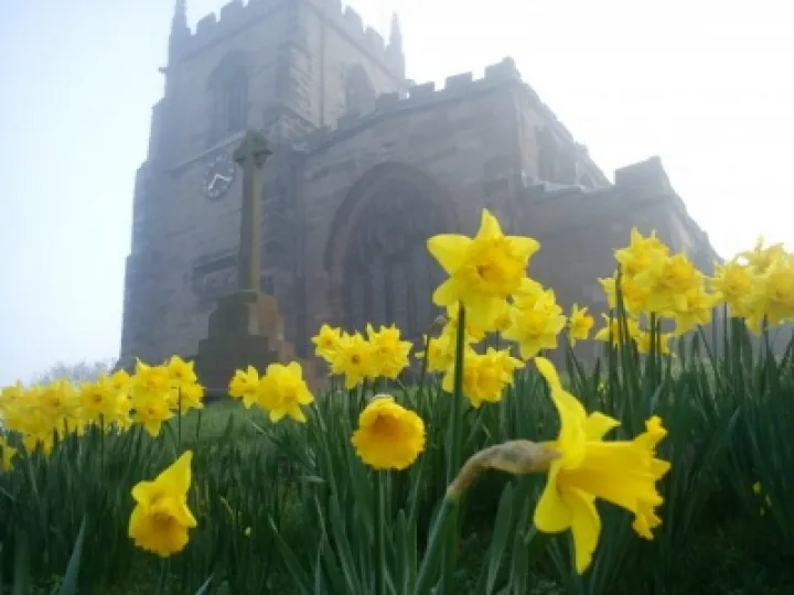 Daffodils by St James' Church