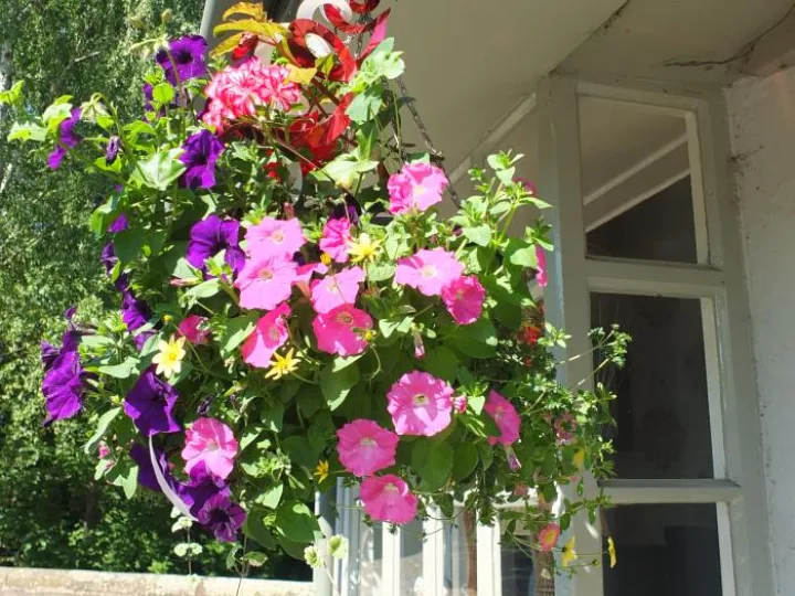 Audlem_in_Bloom_Phil_Baker (3)