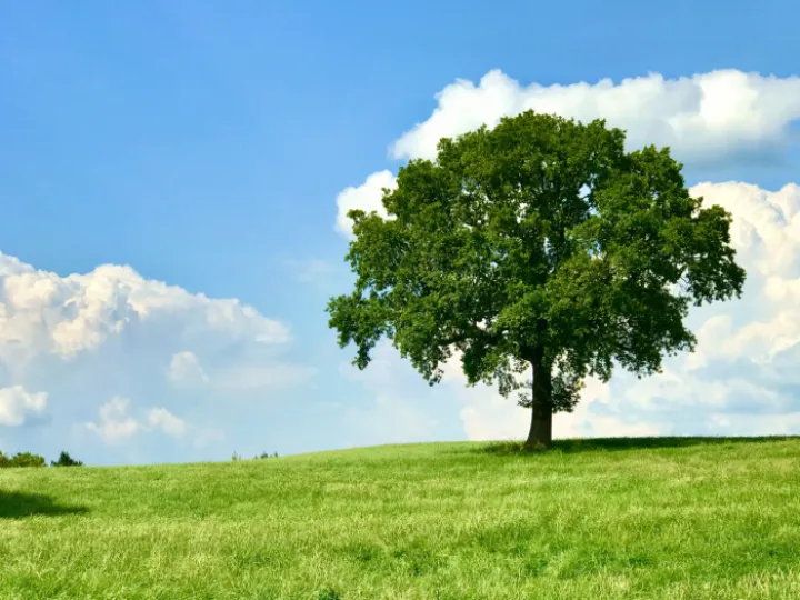 Henbury Tree in Summer