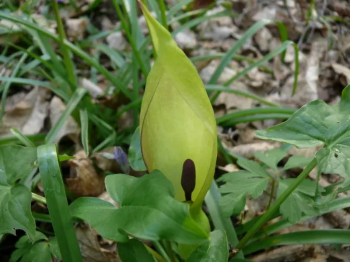 TCW &ndash; Cuckoo Pint 2