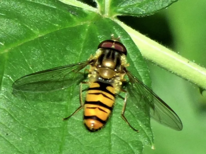 Turnpike Field wildlife