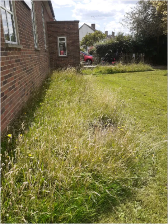 Stonehouse unmowed lawns