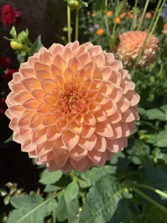 dahlia 1
