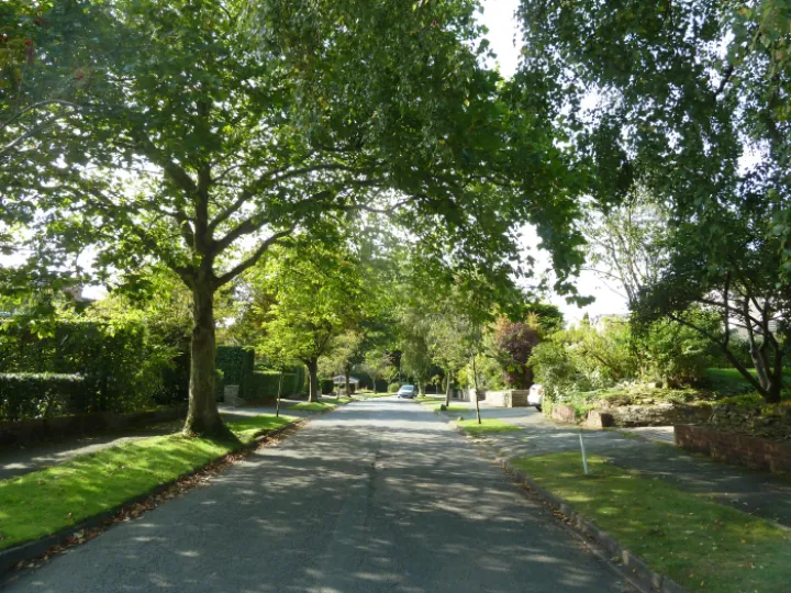 Mature tree overhanging  High Tree Dr