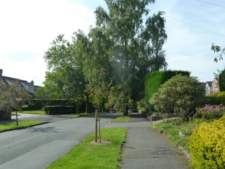 Very tall tree on High Tree Dr