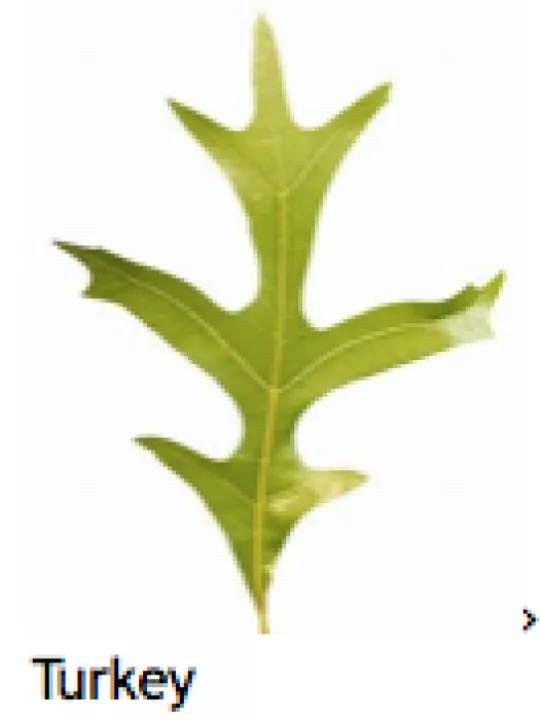 Turnpike Field Leaves