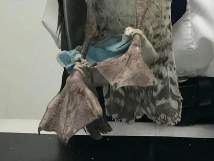 animals-tangled-in-masks-2