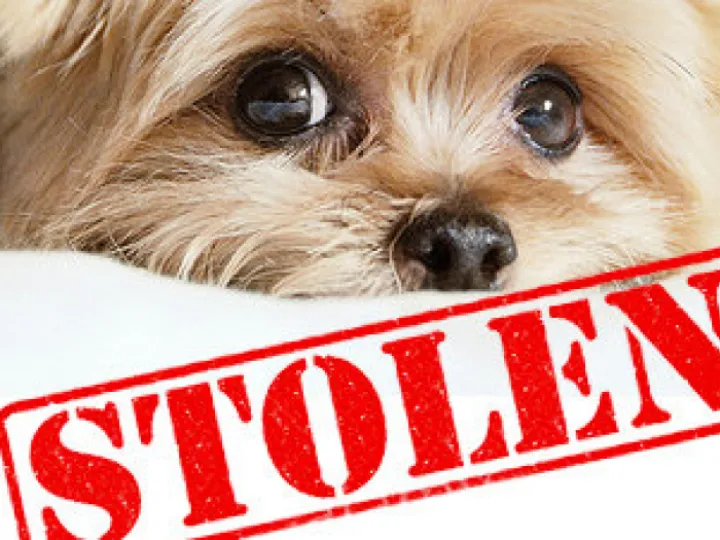 Dog Theft