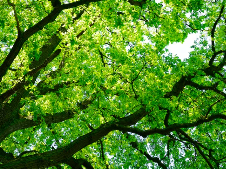 Slider-Tree-Canopy-v2