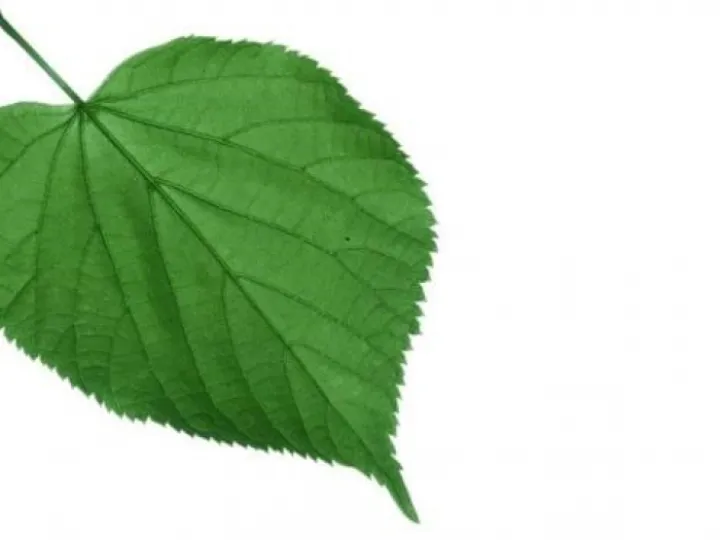 Lime Tree Leaf (1)