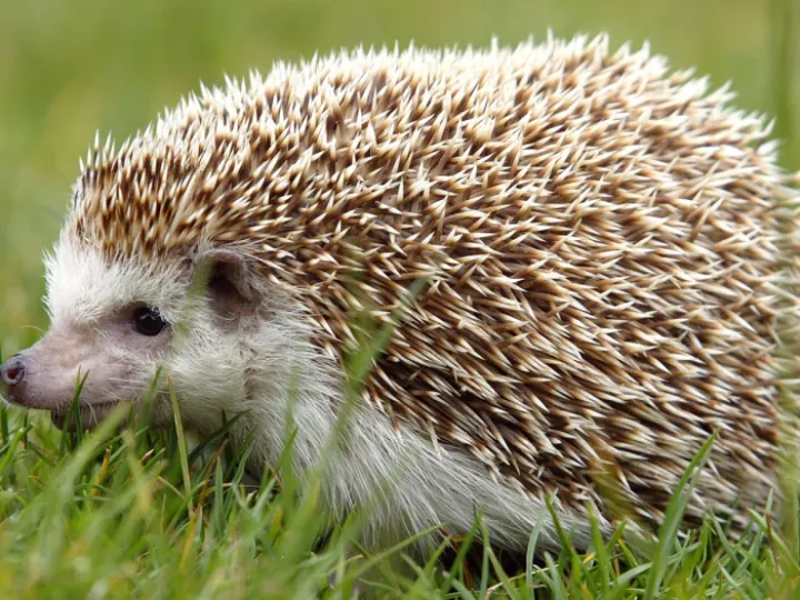 hedgehog