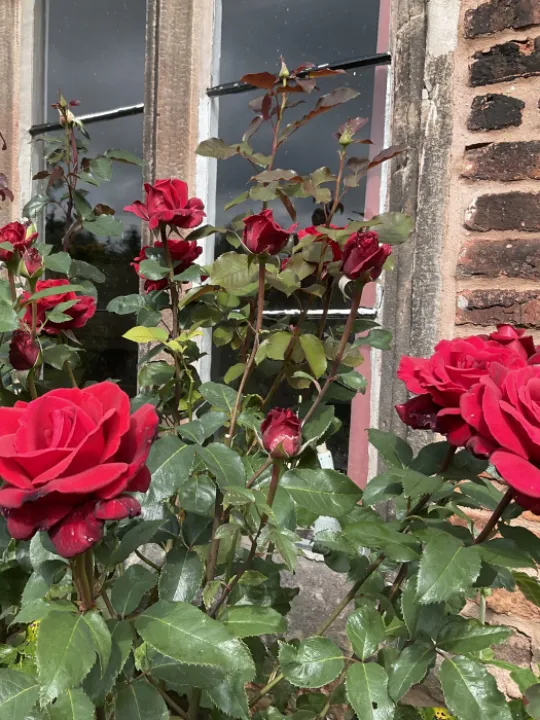 Image: 9A7FD1AB-1160-433B-A60F-28FFF112C7E0