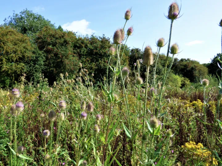 Wildlife in Turnpike