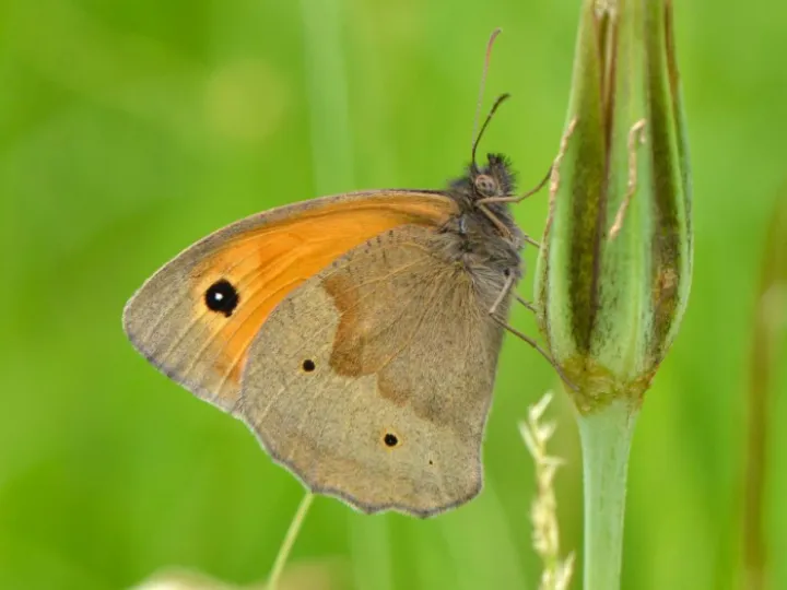 Image: 27494709180_c3a745d783_o