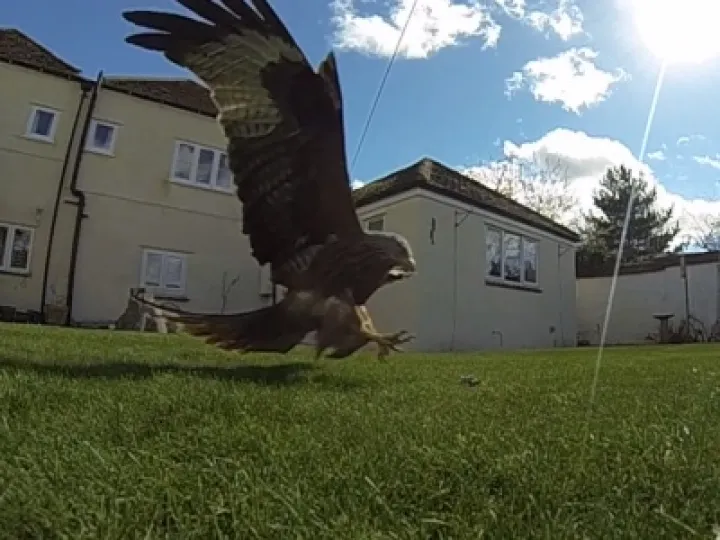 Red Kites in Haddenham 01