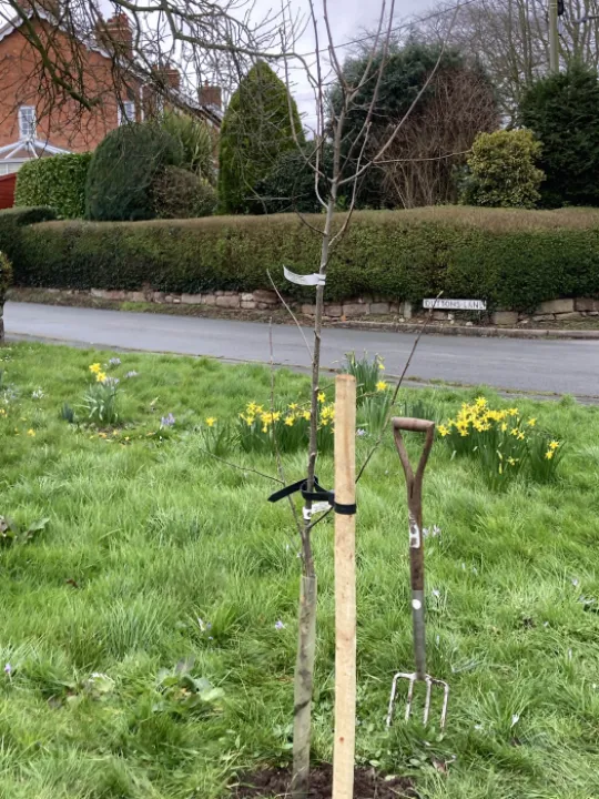 New Tree Earles Lane