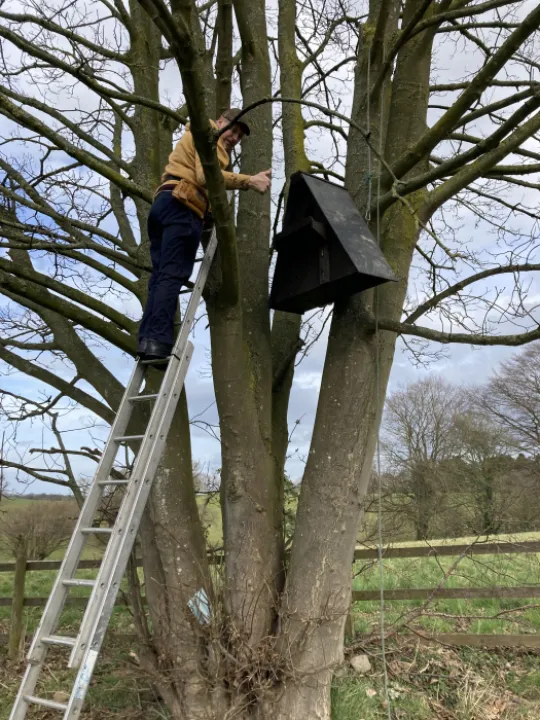 Barn Owl Box