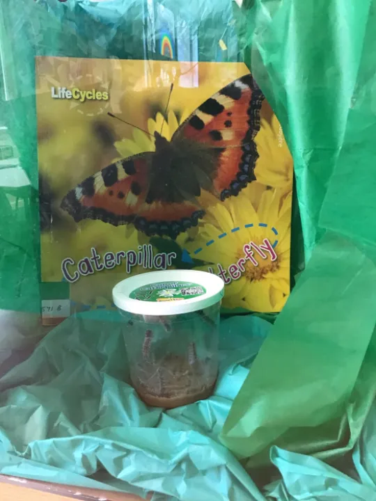 Class 2 Caterpillars