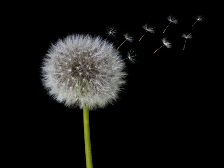 Dandelion clock
