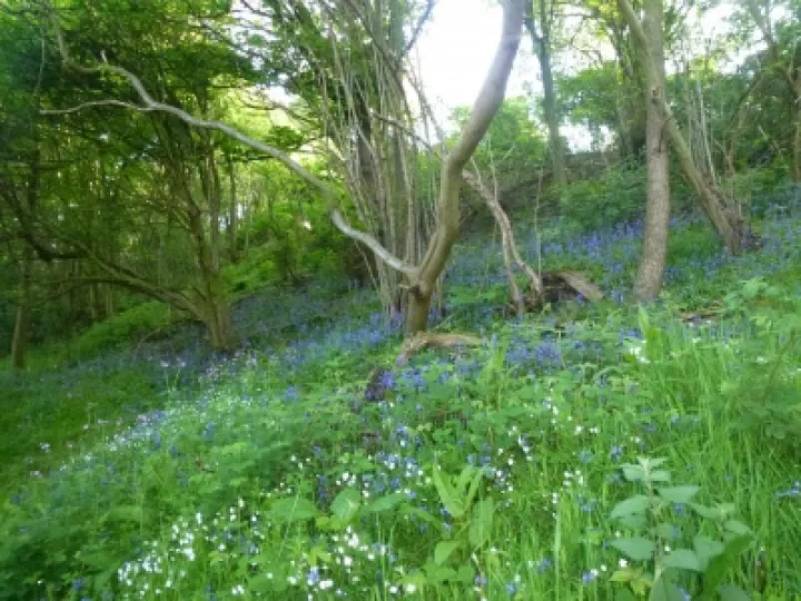 Bluebell wood