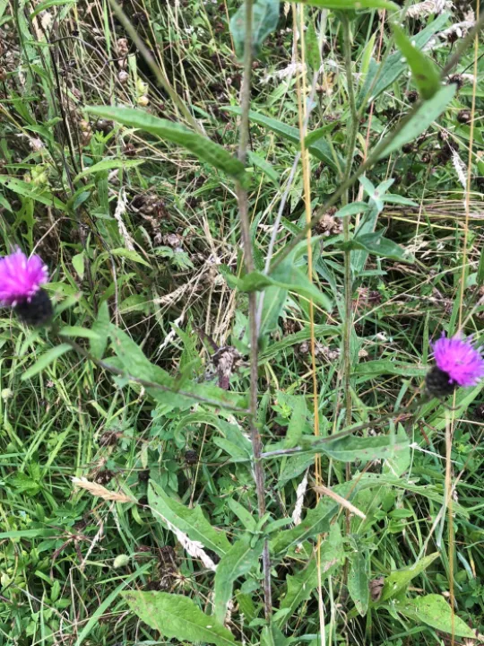 Knapweed