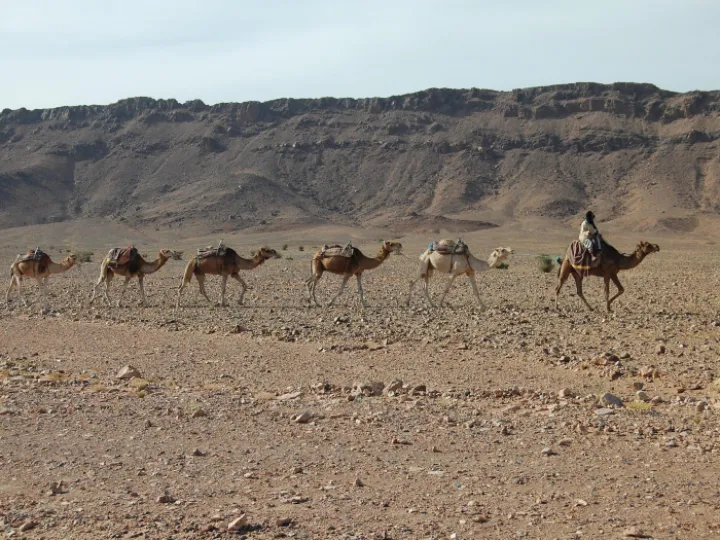camels-797093_1920