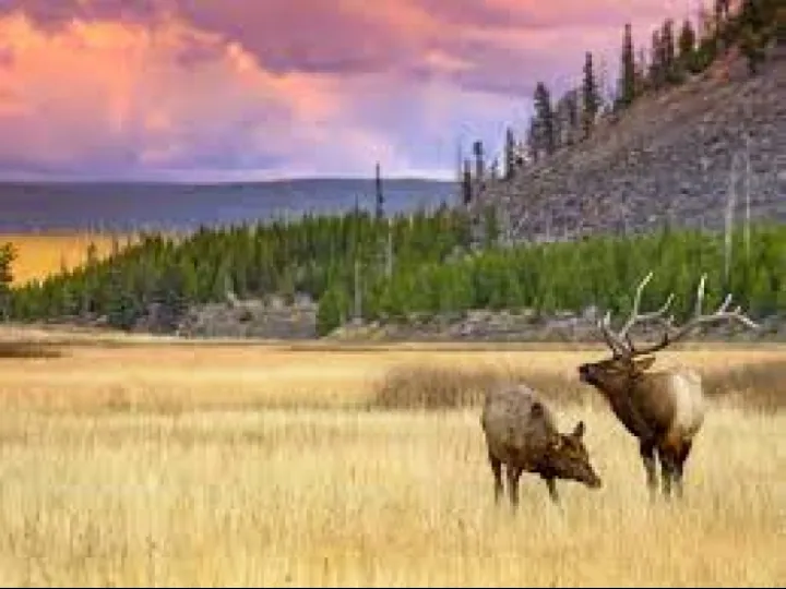 Yellowstone deer