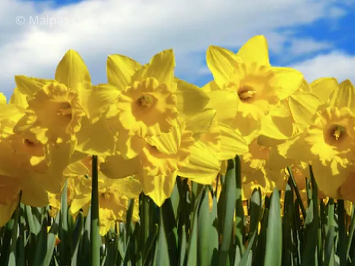 Daffodils