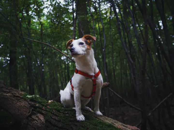 Free stock photo of jack russell, jack russell terrier