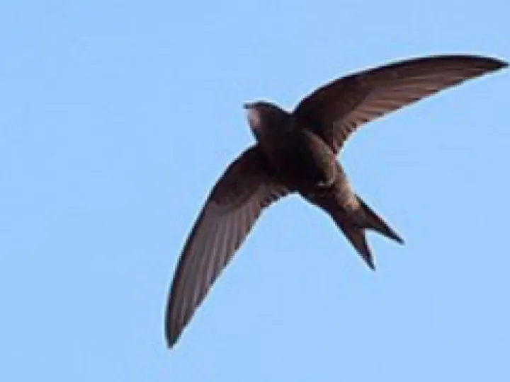 Swift photo