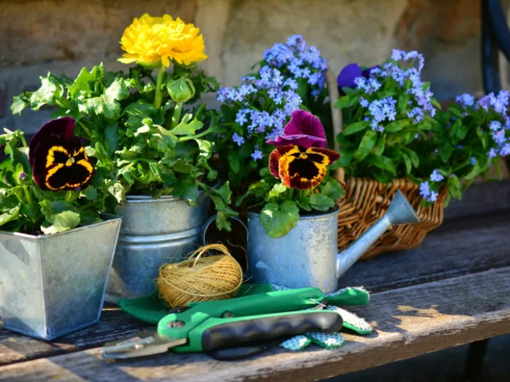 Garden, flower, plant flowers