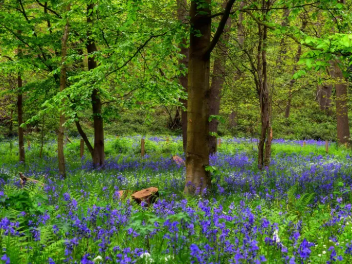Blooming Bluebell Flowers in a Forest