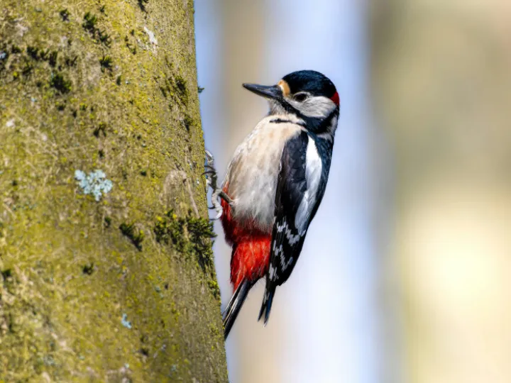 Close-up of a Great Spotted Woodpecker Sitting on a Tree 