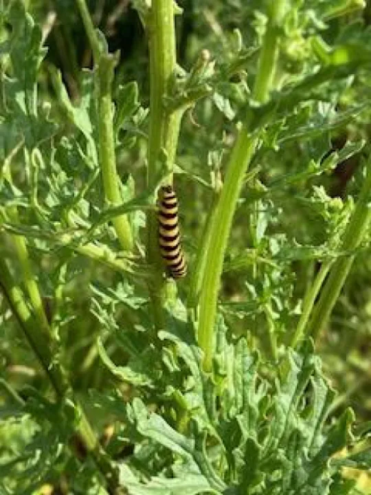 Cinnabar Moth Caterpillar