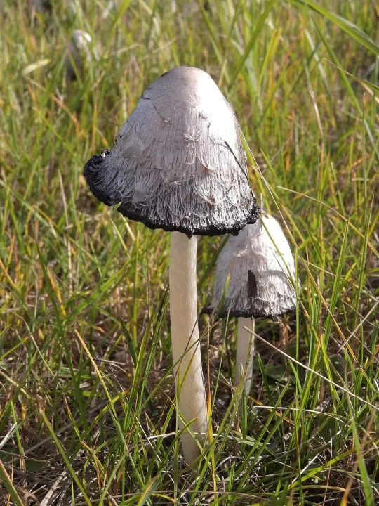 Coprinus comatus, shaggy mane, mushrooms