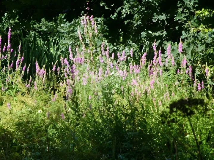 Purple Loosestrife 1
