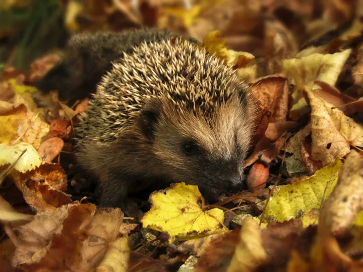 Close-up of a hedgehog nestled among colorful autumn leaves in a garden setting.