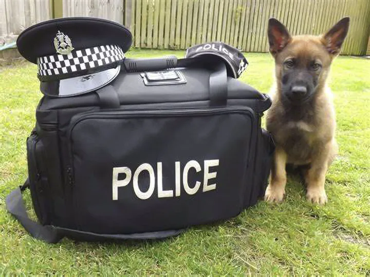 Cheshire Police Residents Voice Survey – PD Rex