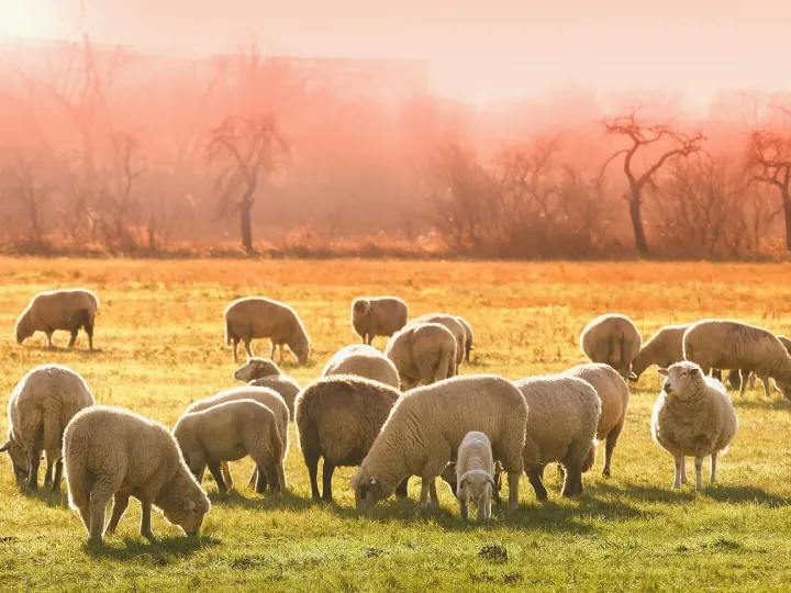 Sheeps, lambs, flock, animals, graze, farm animals, grass, livestock, wool, animal world, meadow, field, nature, landscape, morning, sheeps, sheeps, sheeps, sheeps, lambs, lambs, flock, flock, farm animals, farm animals, farm animals, farm animals, farm a