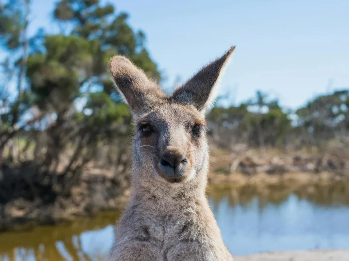 Kangaroo