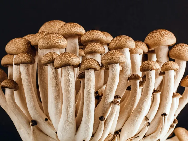 A cluster of fresh, organic mushrooms showcasing