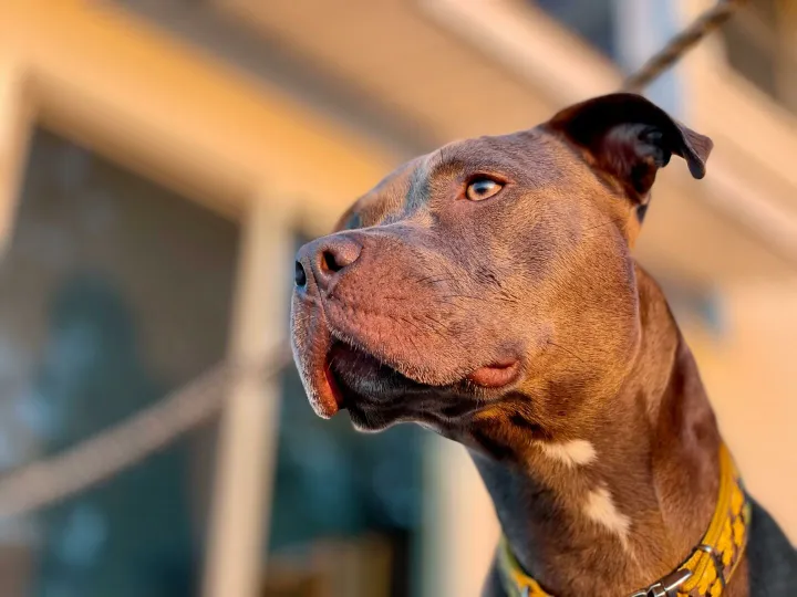 A detailed close-up portrait of an American Pit Bull Terrier harnessing the golden sunlight.