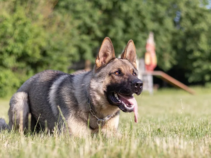 Dog, portrait, trainer, mazel, animal, garden, nature, breed, friend, pet, mammal