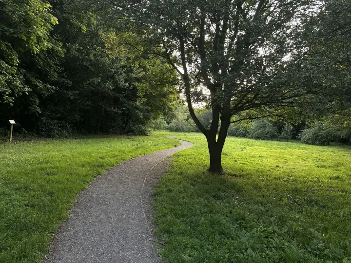 Tarvin Woodland July 2025 &ndash; Orchard