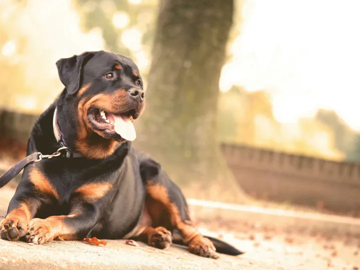 A Rottweiler laying on the ground, outdoors on a sunny day.