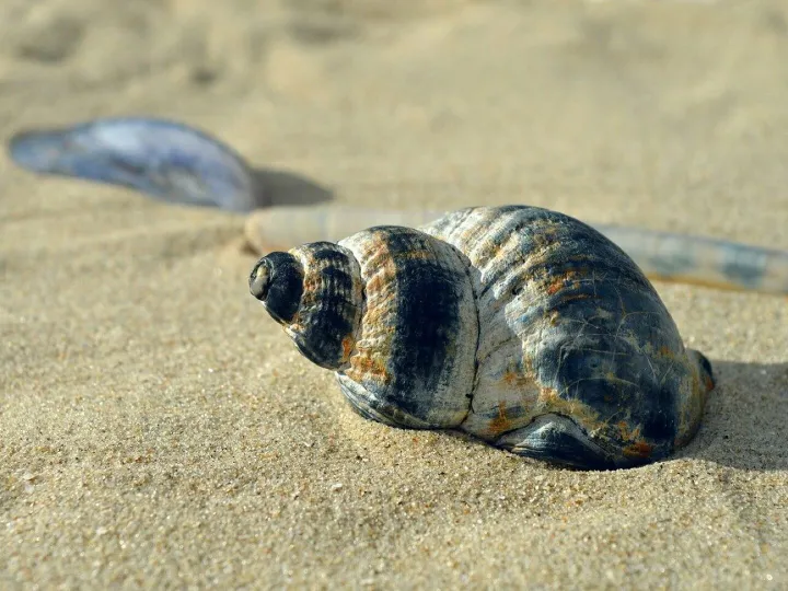 Shellfish, mollusc, casing, snail shell, spiral, shell spiral, crustaceans, sleeve, beach, nature, maritime, summer, was standing, vacation, to travel, texture, aquatic animals, coast, shell, hd background, sea animals, nature background