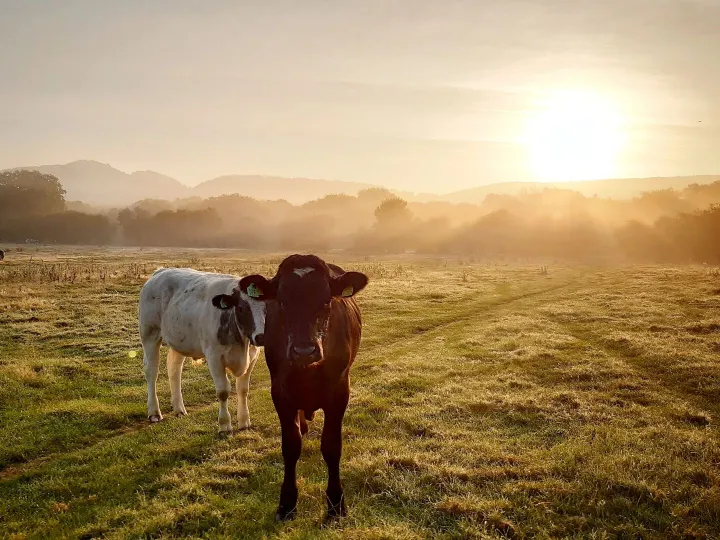 Cows in a field on a misty morning
