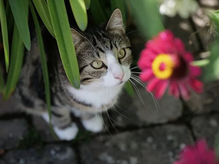 Cat, domestic animal, nature, portrait, wildlife,