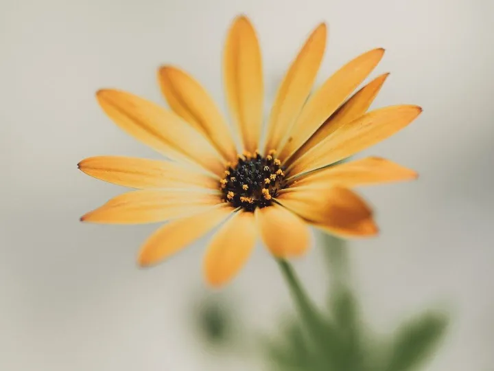 Flower, nature, hd wallpaper, flower wallpaper, bl